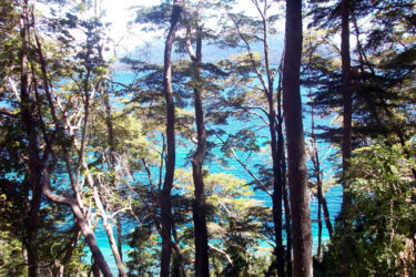 El árbol de los milagros