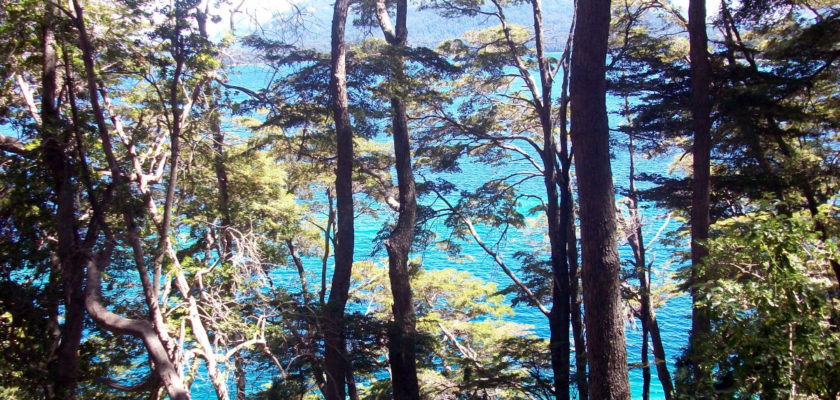 El árbol de los milagros
